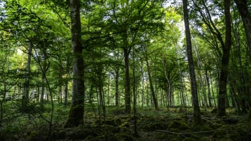 Un Britannique de 51 ans, ancien militaire reconverti dans les cambriolages, a échappé durant cinq mois à la justice en se cachant dans un bois à Surin (Vienne), où il vivait dans une tente soigneusement camouflée