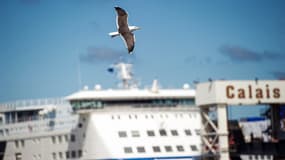Un goéland vole à proximité d'un ferry dans le port de Calais, le 8 juin 2015