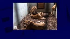 Les quatre lionnes saisies par la préfecture de l'Eure mardi 7 juillet