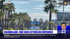 Marineland: l'association One Voice attend des réponses sur la santé des orques