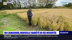 Camargue : une nouvelle variété de riz tolérante au sel