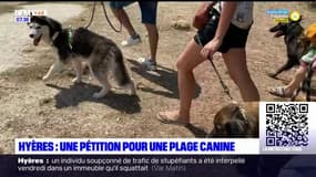 Hyères: une pétition pour demander une plage accessible aux chiens