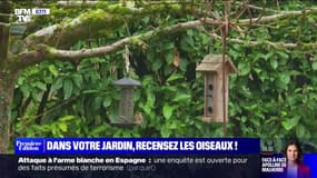 Recensez les oiseaux dans votre jardin ! - 26/01