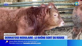 Dermatose nodulaire : le Rhône sort de la zone de vigilance rouge
