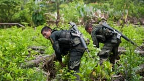 Des policiers colombiens détruisent une plantation de coca à Tumaco en Colombie, le 29 mars 2017