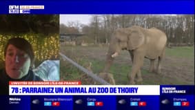 Zoo de Thoiry: la PDG du groupe détaille le système de parrainage des animaux
