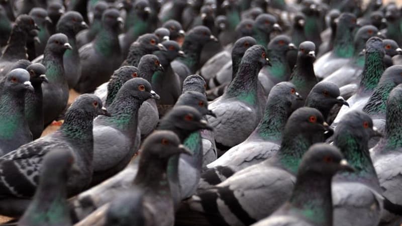 Les pigeons, photo de profil du "Mouvement de défense des entrepreneurs français".