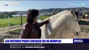 Alpes-Maritimes: les refuges pour chevaux sont pleins 