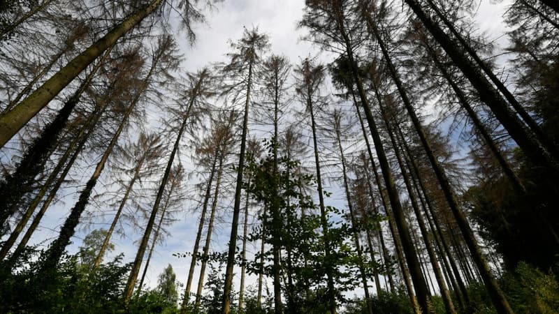 Une forêt à Menden, en Allemagne