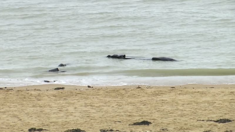 Traversée de la Manche: 52 personnes secourues au large de Boulogne-sur-Mer et Saint-Malo-les-Bains