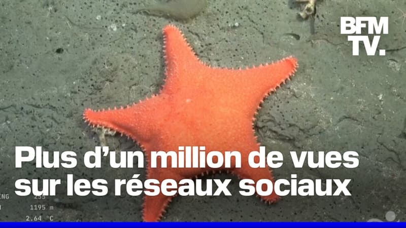 Cette mission sous-marine diffusÃ©e en direct captive les Argentins