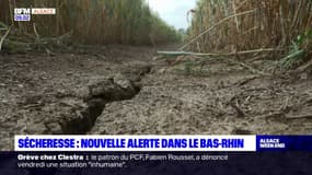 Sécheresse: nouvelle alerte dans le Bas-Rhin