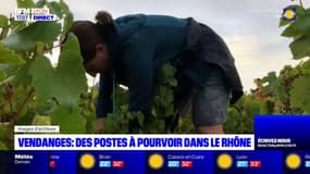 Vendanges dans le Rhône: des postes à pourvoir dans plusieurs domaines