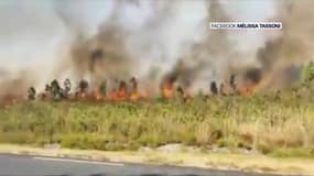 Plus de 200 hectares de pins ont brûlé dans un feu de forêt en Gironde.