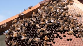 Des abeilles s'activent sur une ruche à Somersby, en Australie, le 20 avril 2021