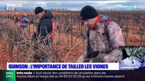 Alpes-de-Haute-Provence: l'importance de tailler les vignes avant l'arrivée du gel