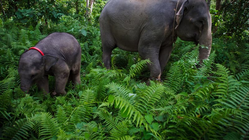 Une éléphante de Sumatra et son petit, le 30 mai 2013, à Aceh en Indonésie.