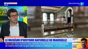 Secrets de Provence: à la découverte du Muséum d'histoire naturelle de Marseille