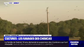 Les agriculteurs craignent que des choucas ravagent leurs cultures