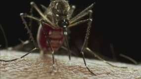 L'épidémie de chikungunya progresse à La Réunion 
