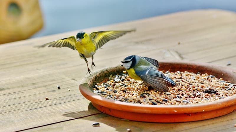 Deux oiseaux à proximité d'une coupelle contenant des graines.