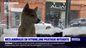 Nice: des animaux exposés en vitrine, une pratique pourtant interdite