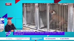 Des milliers de morsures de chiens chaque année en France : faut-il durcir la loi ? - 22/04