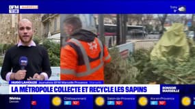 La métropole Aix-Marseille a débuté la collecte et le recyclage des sapis de Noël