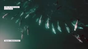 Des dizaines de dauphins aperçus au large d'une plage touristique au Chili