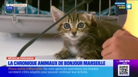 Marseille: Arthur, chaton retrouvé par des CRS à La Castellane, est disponible à l'adoption