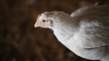 Bonduelle veut surveiller la qualité des poulets.