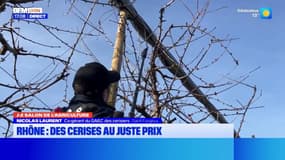 Rhône: des cerises vendues au juste prix grâce à la marque "C'est qui le patron"