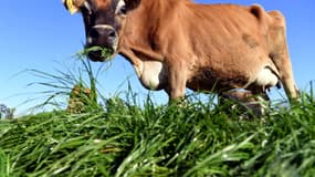 Une vache laitière broutant de l'herbe dans la région de Cambridge, en Nouvelle-Zélande, le 31 mai 2018. (photo d'illustration)