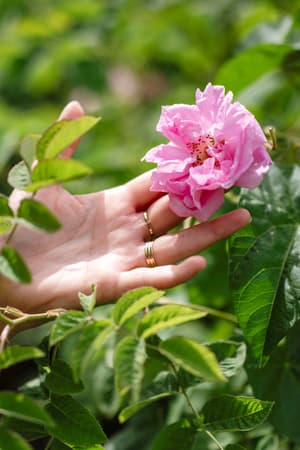 "Si vous ne cueillez pas le jour même, c’est perdu": à Grasse, la rose Centifolia, trésor fragile et convoité des parfumeurs de luxe