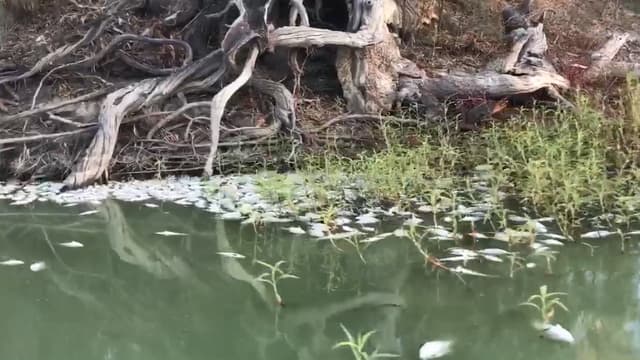 Des poissons morts tapissent le bassin du barrage de Menindee, en Australie.