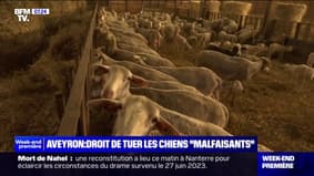 Les associations de protection des animaux vent debout après la décision de la préfecture de l'Aveyron d'autoriser l'abattage de chiens errants pendant un mois