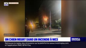 Nice: un chien meurt dans l'incendie d'un appartement