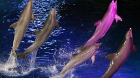 Image d'illustration - Spectacle de dauphins au Marineland d'Antibes (Alpes-Maritimes)