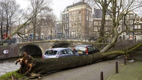 Un arbre tombé sur la chaussée à Amsterdam ce vendredi.