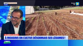 Planète locale du mercredi 14 mai - On cultive désormais ses légumes à Mougins