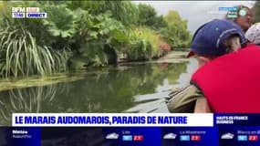 Le marais Audomarois, un paradis a découvrir à bord d'une barque