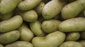 Un champ de pommes de terre vieux de 3.800 ans mis au jour au Canada (photo d'illustration).