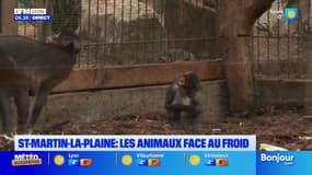 Loire: les animaux du zoo de Saint-Martin-la-Plaine face au froid