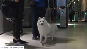 Un chien dans le métro à  Lyon.