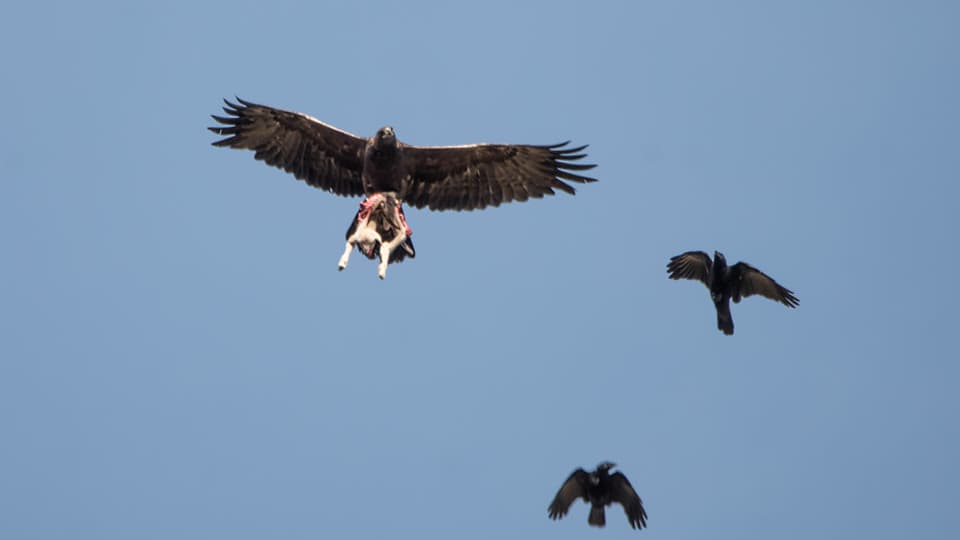 Un aigle tenant un agneau à Saint-Dalmas-le-Selvage