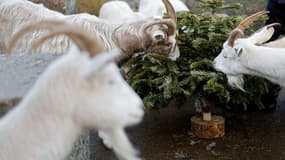 Dans une ferme urbaine de Londres, un petit troupeau de chèvres s'attèle à manger des centaines des sapins de Noël le 7 janvier 2022