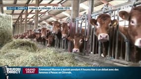 La revente de son exploitation agricole, un "choix difficile" pour Michel, éleveur bovin dans la Drôme