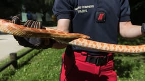 Un serpent des blés a été capturé par les pompiers de Paris.