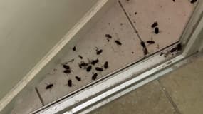 Les cafards jonchent le sol de l'appartement du rez-de-chaussée dans un immeuble à Martigues.