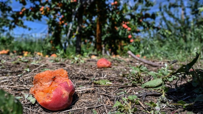 Selon Laurent Wauquiez, président (LR) d'Auvergne-Rhône-Alpes, "8.000 à 10.000 agriculteurs ont perdu énormément" lors de cet épisode météorologique qui s'est abattu sur la région mi-juin. 
